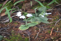 Habenaria plantaginea